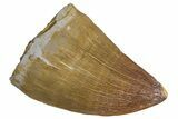 Fossil Mosasaur (Prognathodon) Tooth - Morocco #286360-1